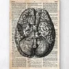 Gehirn anatomie II - Altes Wörterbuch | Codex Anatomicus Hot