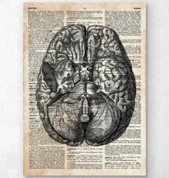 Gehirn anatomie II - Altes Wörterbuch | Codex Anatomicus Hot