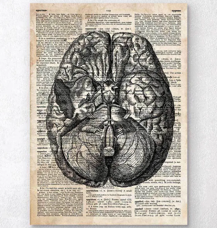 Gehirn anatomie II - Altes Wörterbuch | Codex Anatomicus Hot