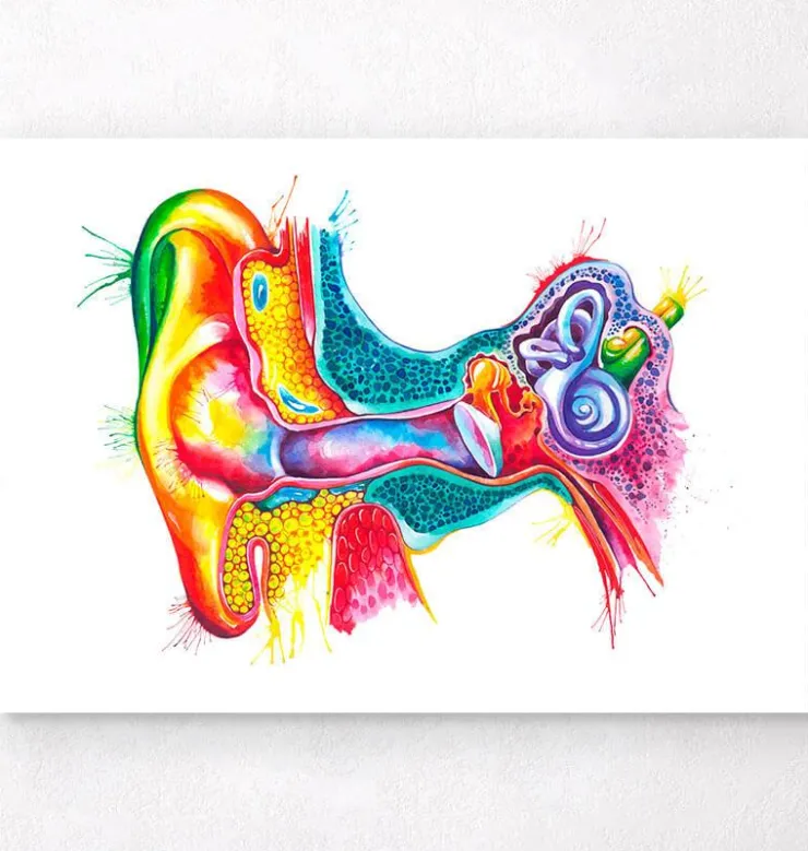 Gehirn Anatomie II - Aquarell | Codex Anatomicus Hot