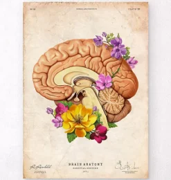 Gehirn Anatomie II - Floral - Altes Papier | Codex Anatomicus Online