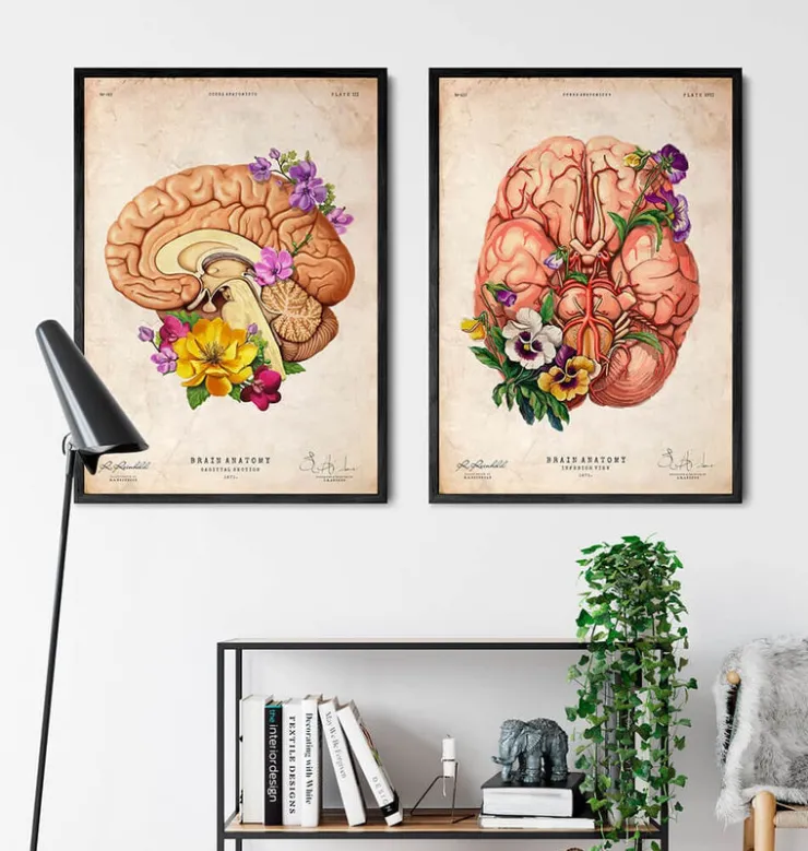 Gehirn Anatomie II - Floral - Altes Papier | Codex Anatomicus Online