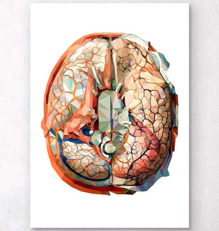 Gehirn Anatomie II - Geometrisch | Codex Anatomicus Online