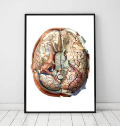 Gehirn Anatomie II - Geometrisch | Codex Anatomicus Online