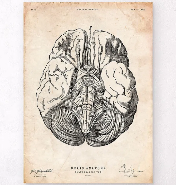 Gehirn Anatomie III | Codex Anatomicus Outlet