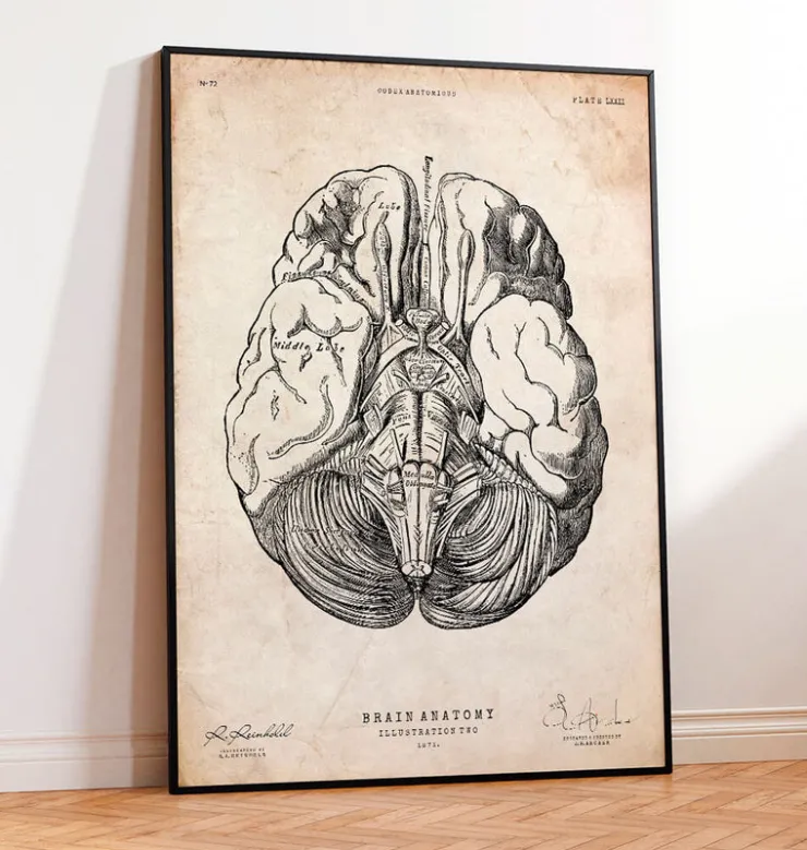 Gehirn Anatomie III | Codex Anatomicus Outlet