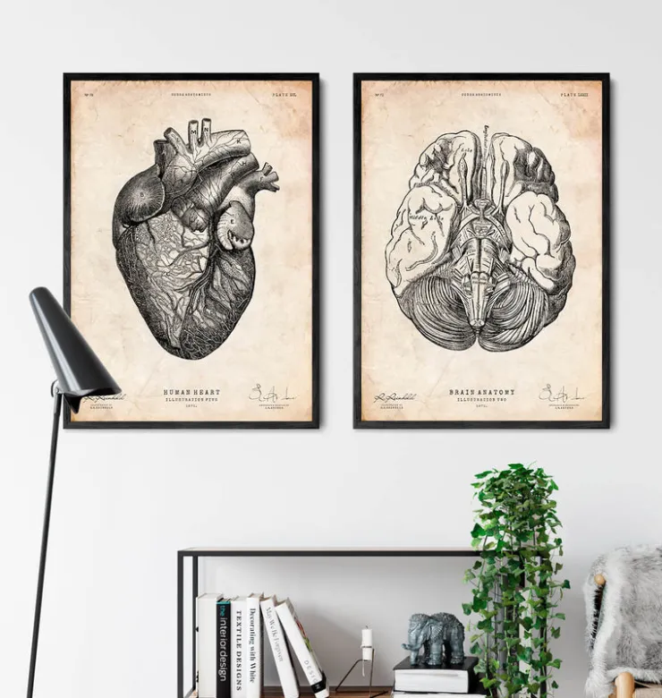 Gehirn Anatomie III | Codex Anatomicus Outlet
