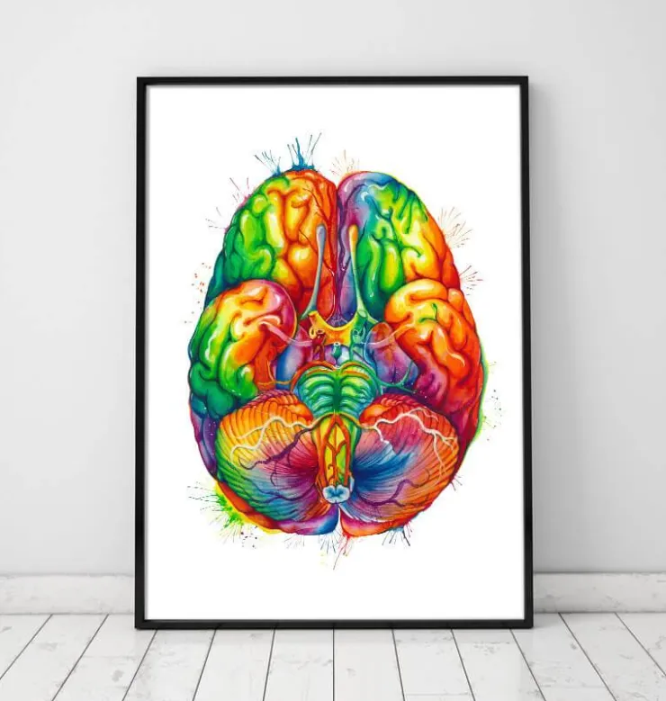 Gehirn Anatomie III - Aquarell | Codex Anatomicus Discount