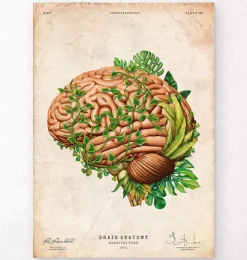 Gehirn Anatomie IV - Floral - Vintage | Codex Anatomicus Online