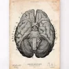 Gehirn Anatomie Kunstdruck VII | Codex Anatomicus Sale