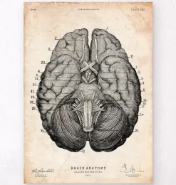 Gehirn Anatomie Kunstdruck VII | Codex Anatomicus Sale