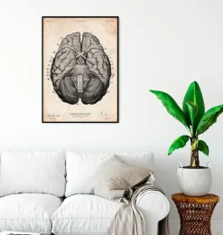 Gehirn Anatomie Kunstdruck VII | Codex Anatomicus Sale