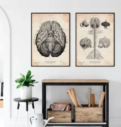 Gehirn Anatomie Kunstdruck VII | Codex Anatomicus Sale