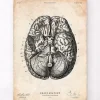 Gehirn Anatomie VI | Codex Anatomicus Best