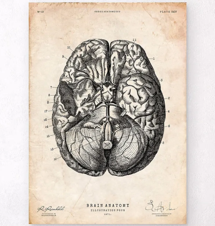Gehirn Anatomie VI | Codex Anatomicus Best