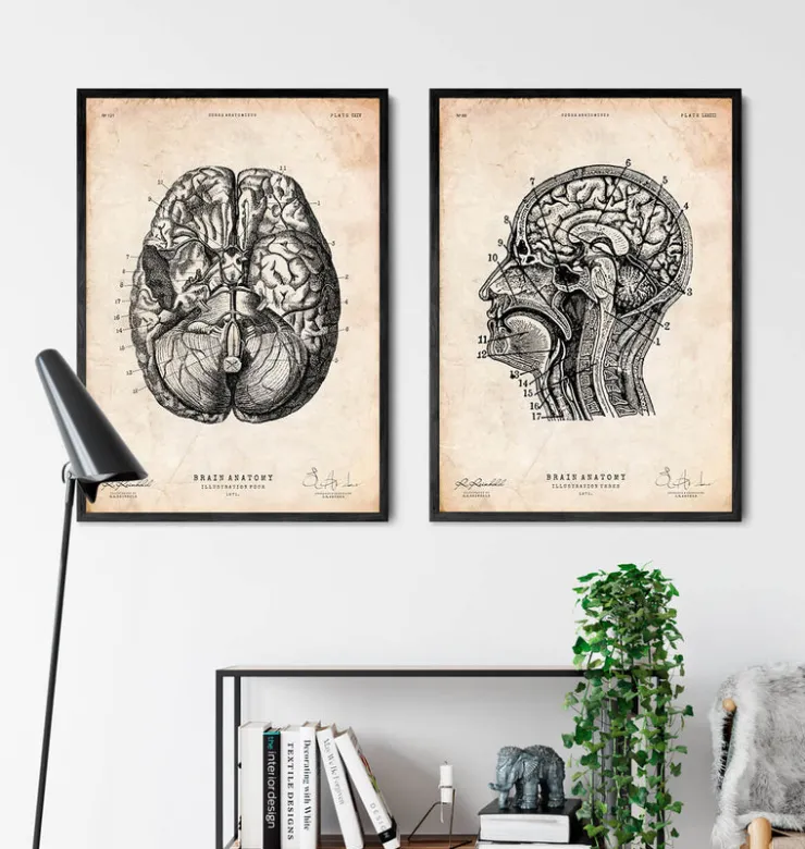 Gehirn Anatomie VI | Codex Anatomicus Best