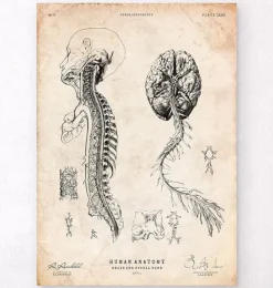 Gehirn und Rückenmark III | Codex Anatomicus Clearance