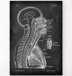 Gehirn und Wirbelsäule - Chalkboard | Codex Anatomicus Clearance