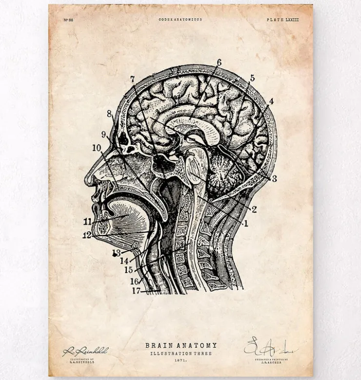 Gehirnanatomiedruck IV | Codex Anatomicus New