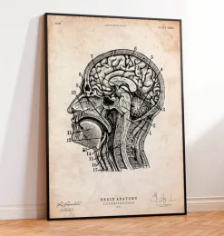 Gehirnanatomiedruck IV | Codex Anatomicus New