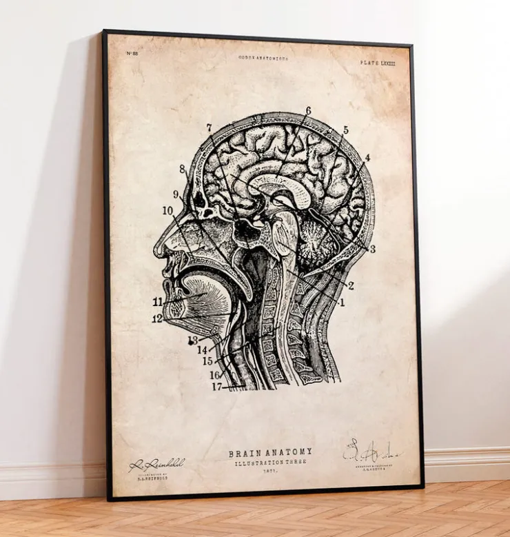Gehirnanatomiedruck IV | Codex Anatomicus New