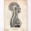 Gehirns und des Rückenmarks Anatomie | Codex Anatomicus Hot