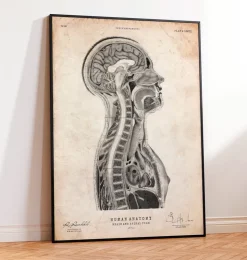 Gehirns und des Rückenmarks Anatomie | Codex Anatomicus Hot