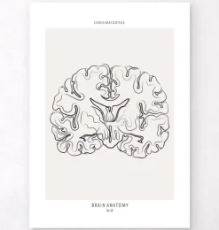 Gehirnschnitt Anatomie - Line-Art | Codex Anatomicus Online