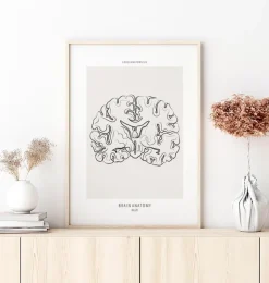 Gehirnschnitt Anatomie - Line-Art | Codex Anatomicus Online