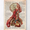 Geometrische Kopfanatomie II- Altes Wörterbuch | Codex Anatomicus Clearance
