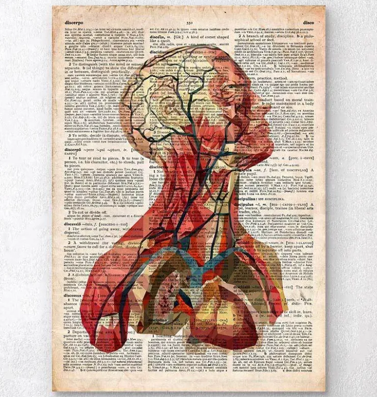 Geometrische Kopfanatomie II- Altes Wörterbuch | Codex Anatomicus Clearance