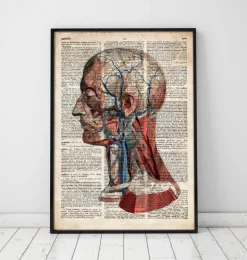 Geometrische Kopfanatomie - Altes Wörterbuch | Codex Anatomicus Best