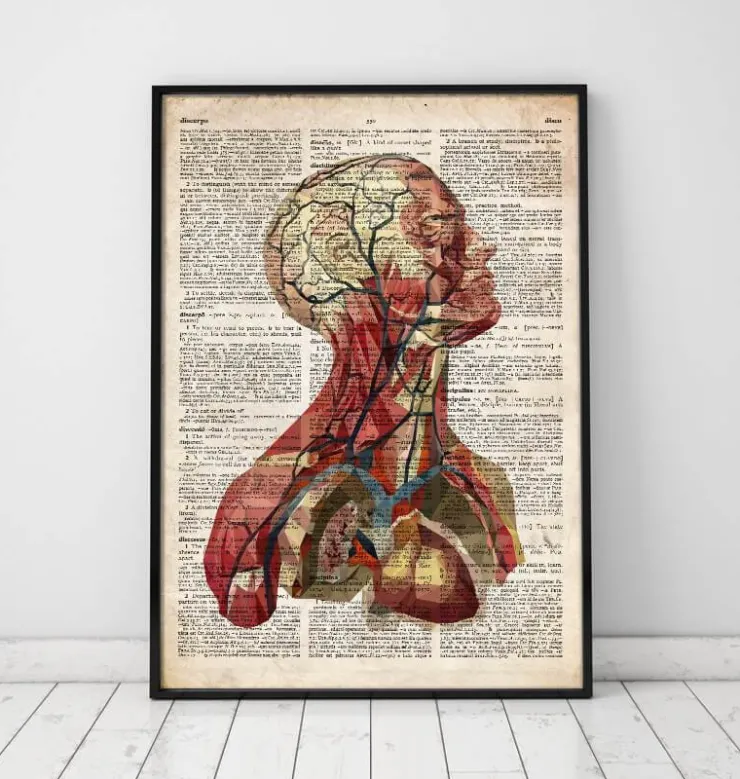 Geometrische Kopfanatomie II- Altes Wörterbuch | Codex Anatomicus Clearance