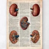 Geometrische Niere - Altes Wörterbuch | Codex Anatomicus Fashion