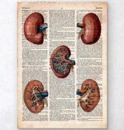 Geometrische Niere - Altes Wörterbuch | Codex Anatomicus Fashion