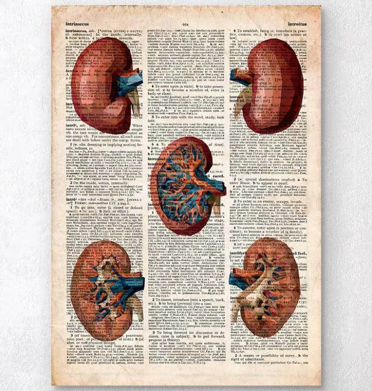 Geometrische Niere - Altes Wörterbuch | Codex Anatomicus Fashion