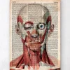 Gesichts anatomie - Altes Wörterbuch | Codex Anatomicus Sale