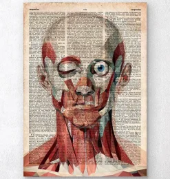 Gesichts anatomie - Altes Wörterbuch | Codex Anatomicus Sale