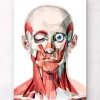 Gesichts anatomie I - Geometrisch | Codex Anatomicus Clearance