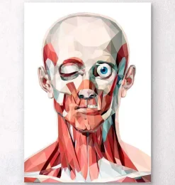 Gesichts anatomie I - Geometrisch | Codex Anatomicus Clearance