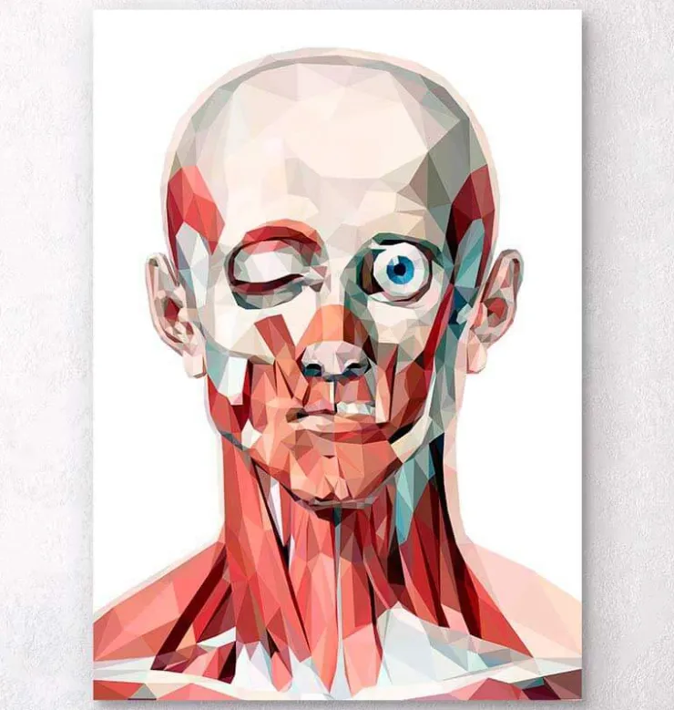 Gesichts anatomie I - Geometrisch | Codex Anatomicus Clearance