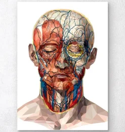 Gesichts Anatomie II - Geometrisch | Codex Anatomicus Clearance