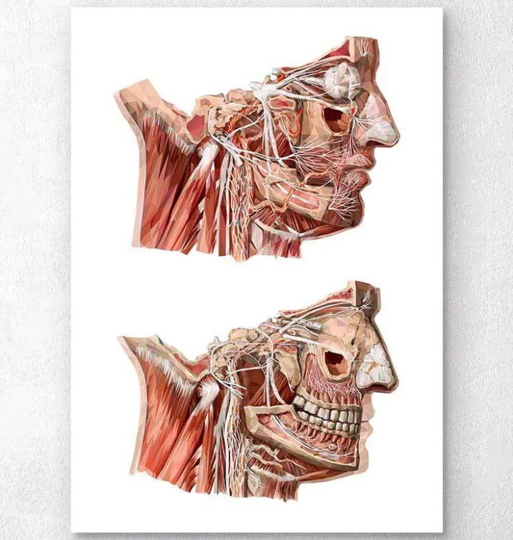 Gesichts Anatomie III - Geometrisch | Codex Anatomicus Clearance