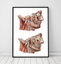 Gesichts Anatomie III - Geometrisch | Codex Anatomicus Clearance