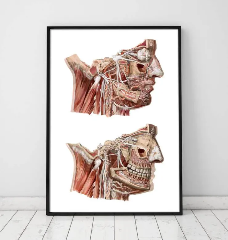 Gesichts Anatomie III - Geometrisch | Codex Anatomicus Clearance