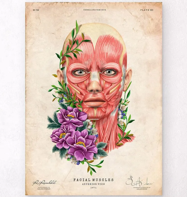 Gesichtsmuskeln Anatomie II - Floral - Vintage | Codex Anatomicus Outlet