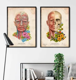 Gesichtsmuskeln Anatomie - Floral - Altes Papier | Codex Anatomicus Best