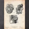 Gesichtsmuskeln III | Codex Anatomicus Fashion