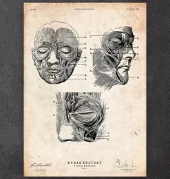 Gesichtsmuskeln III | Codex Anatomicus Fashion