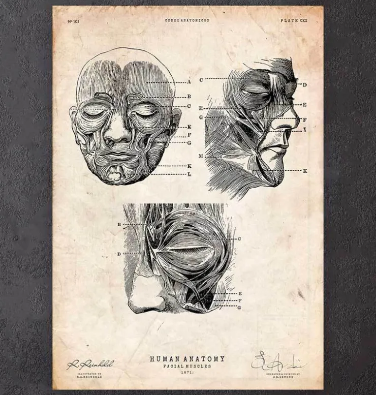 Gesichtsmuskeln III | Codex Anatomicus Fashion